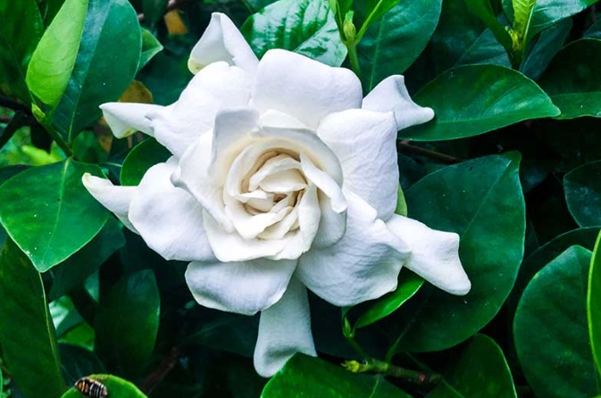 white gardenias care white gardenias care
