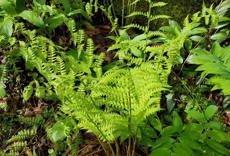 shade garden fern shade garden fern