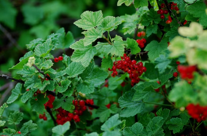 how to grow current bush