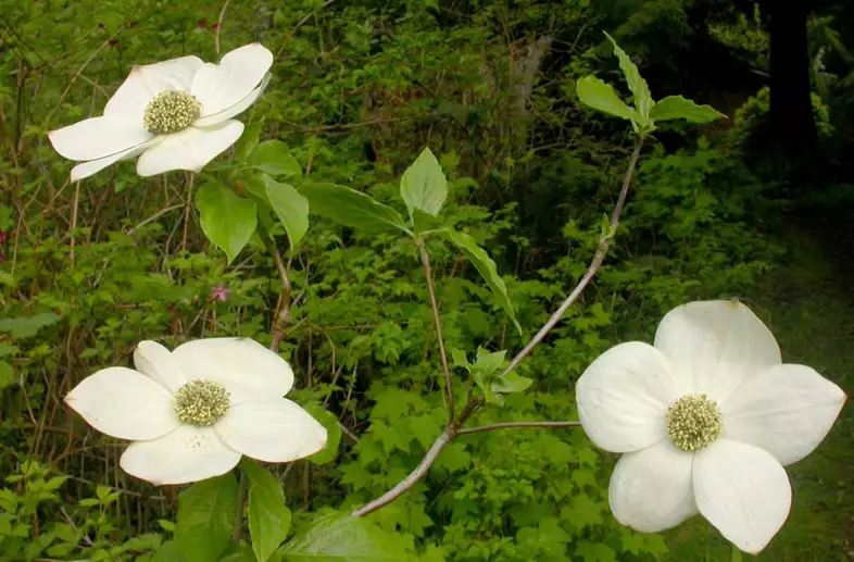 cornus nuttallii identification