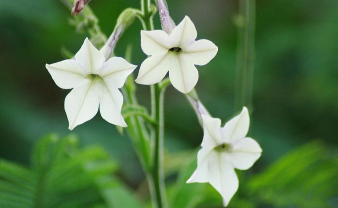 how to grow tobacco flowers how to grow tobacco flowers