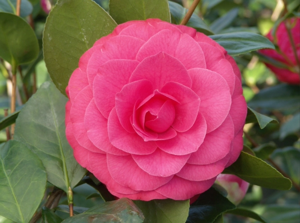 camellia plant care