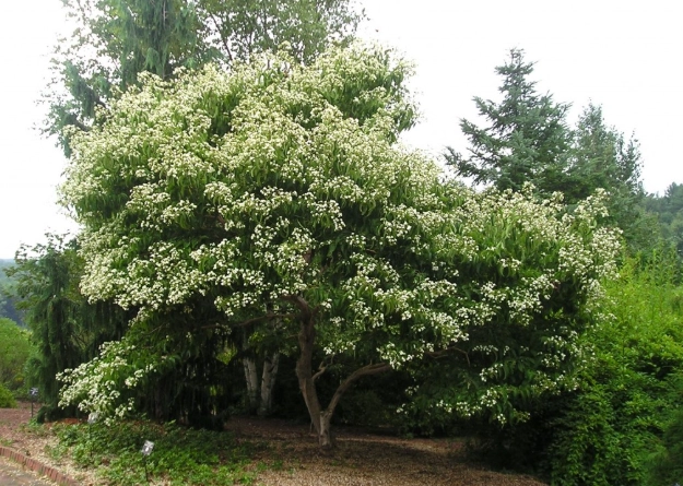 autumn blooming tree
