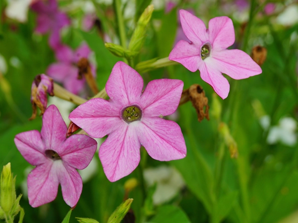 how to grow tobacco flowers how to grow tobacco flowers