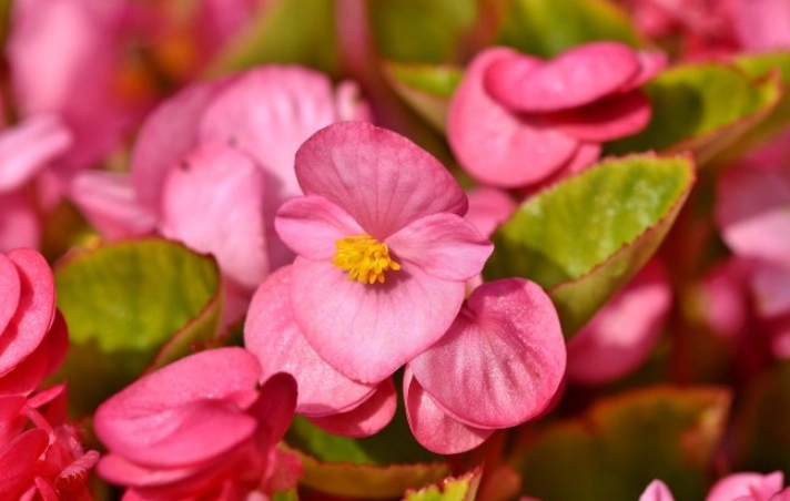 growing begonias in sun