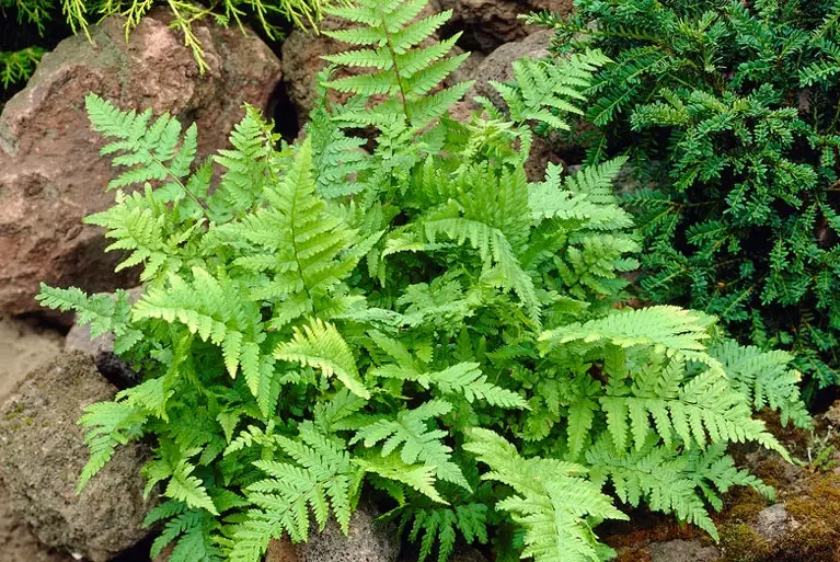 marginal wood fern care marginal wood fern care