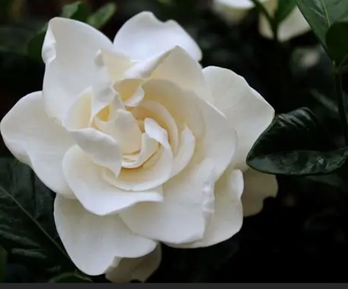 white gardenias care white gardenias care