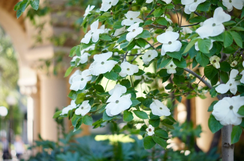 cornus nuttallii identification