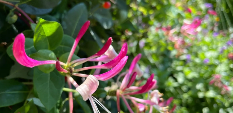 growing honeysuckle growing honeysuckle