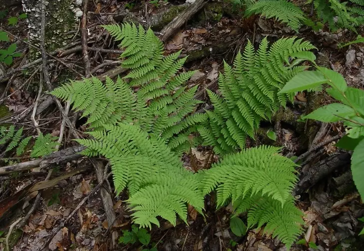 marginal wood fern