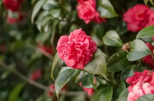 growing camellias