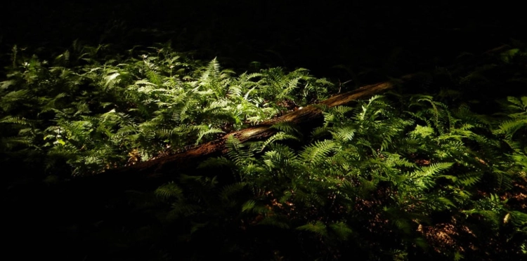 marginal wood fern care marginal wood fern care