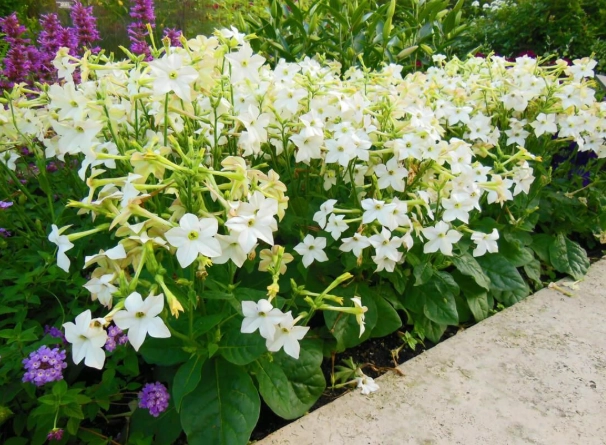 tobacco flower scent tobacco flower scent