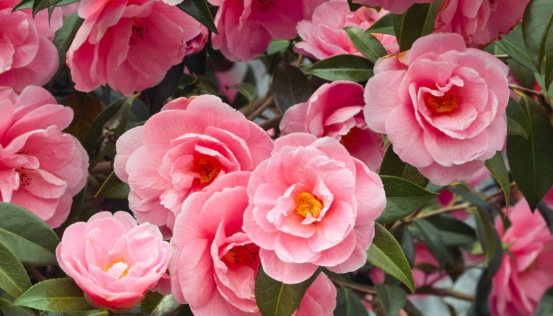 camellia flower
