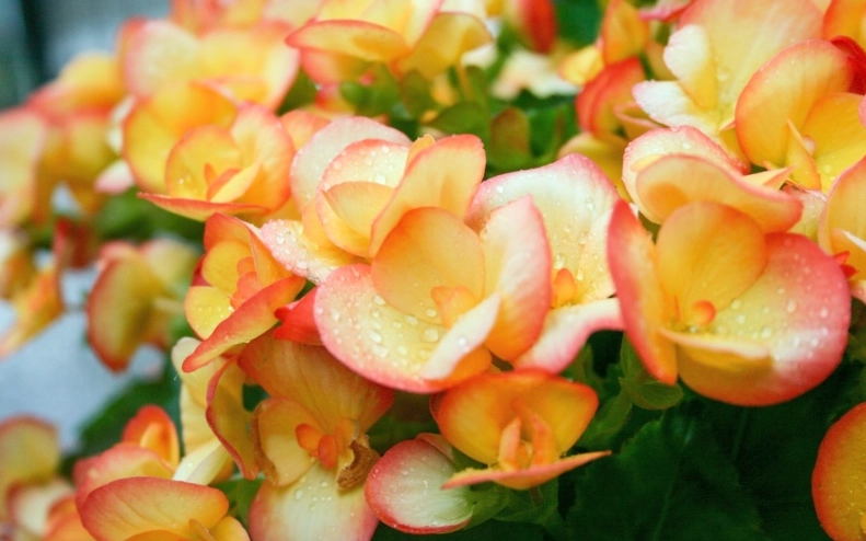 sun tolerant begonias