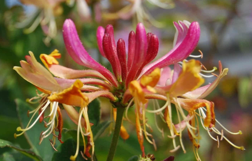 honeysuckle vine care honeysuckle vine care