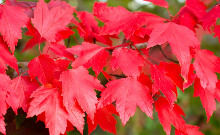 red maple tree care red maple tree care