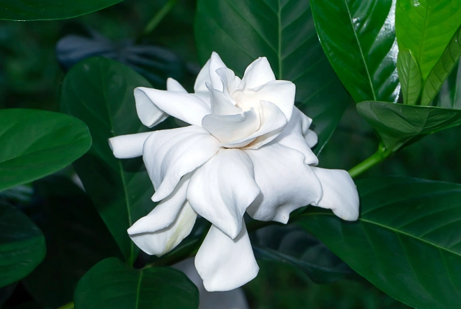fragrant white flowers fragrant white flowers