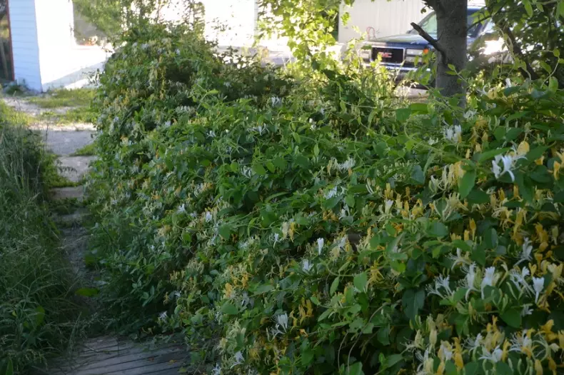 honeysuckle vine care honeysuckle vine care