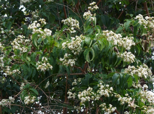 heptacodium miconioides heptacodium miconioides
