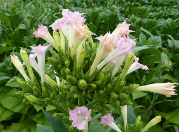tobacco flower scent tobacco flower scent