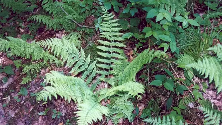 shade garden fern shade garden fern