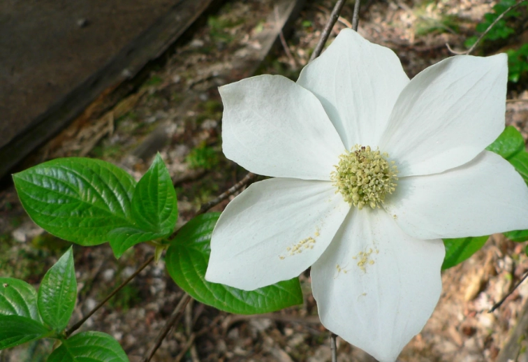 how to grow pacific dogwood