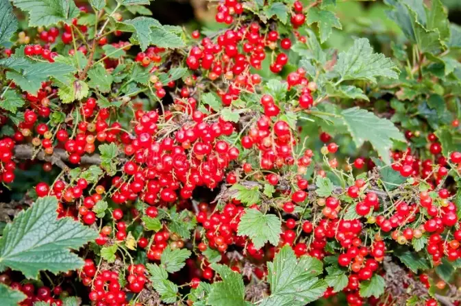 how to grow current bush