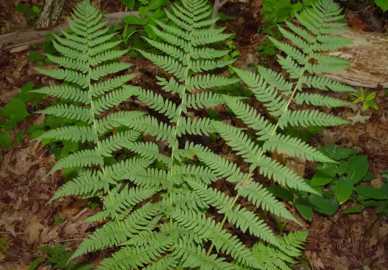dryopteris marginalis dryopteris marginalis