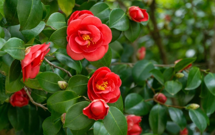 growing camellias