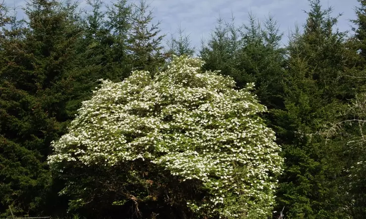 pacific dogwood varieties