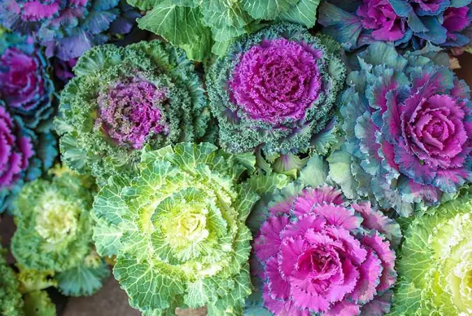 growing ornamental kale growing ornamental kale