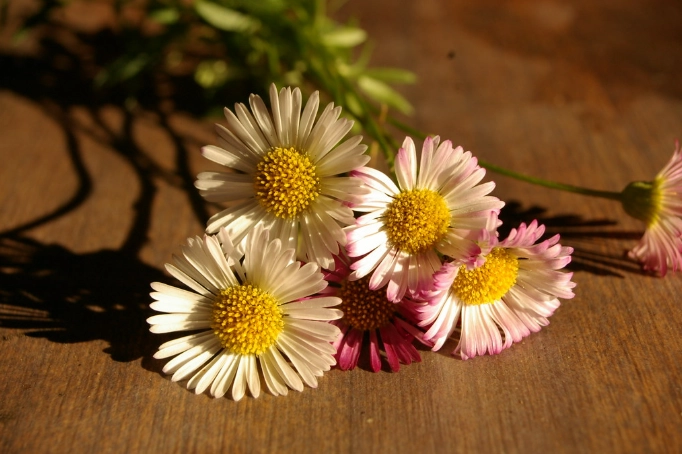 mini daisy varieties