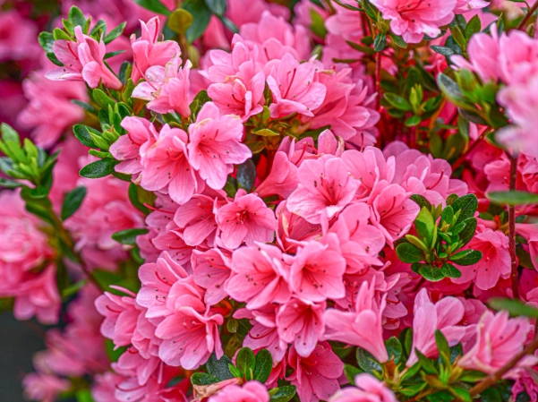 azalea flower colors