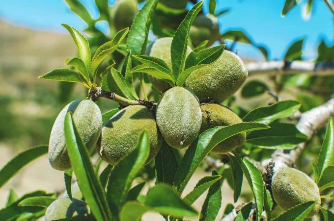 almond tree care