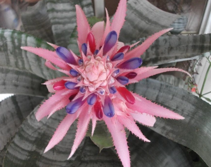 best plants for urns