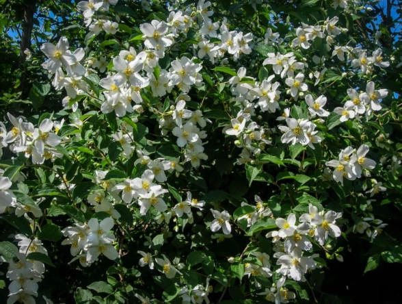 Lilac vs mock orange