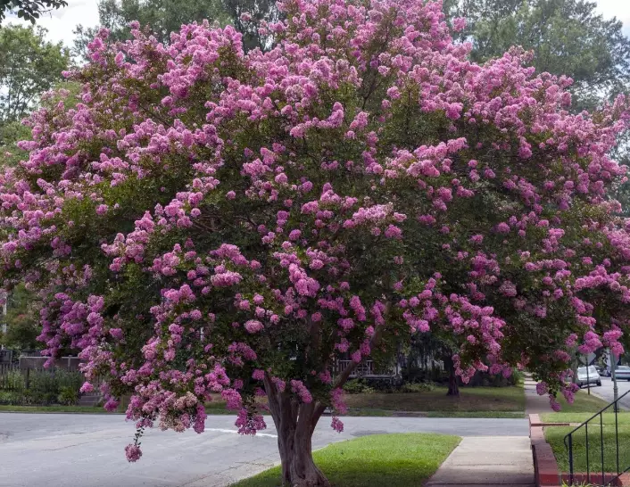 cold hardy crape myrtle cold hardy crape myrtle