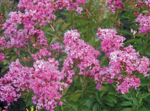 oregon crape myrtle trees oregon crape myrtle trees