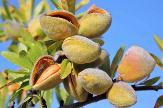 almond tree care