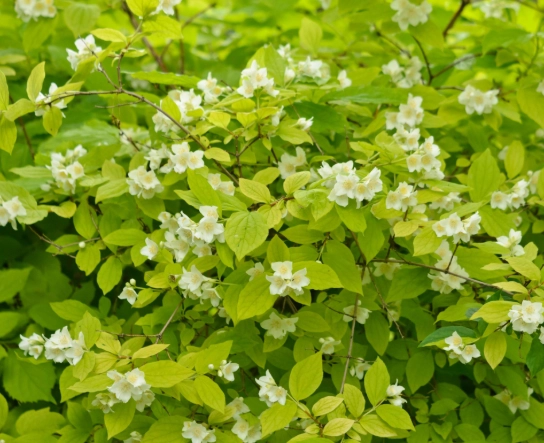 Mock orange shrub care