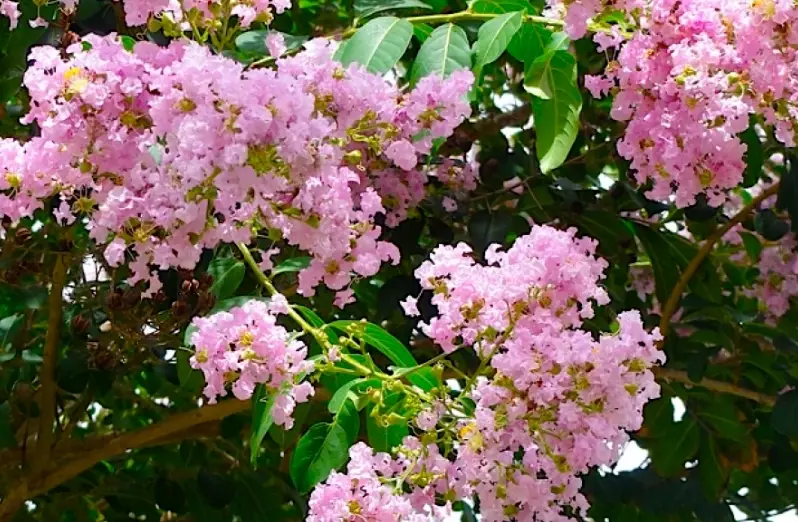 oregon crape myrtle trees oregon crape myrtle trees