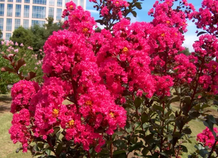 cold hardy crape myrtle cold hardy crape myrtle