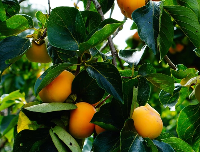 how to grow persimmon tree
