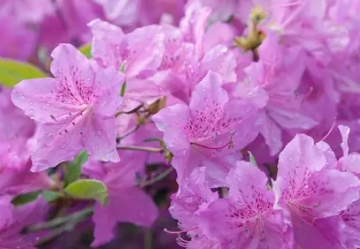 evergreen azaleas