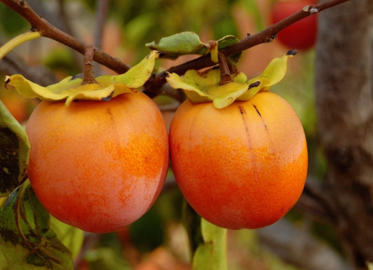persimmon tree pruning