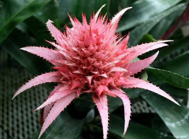 peace lily urn plant