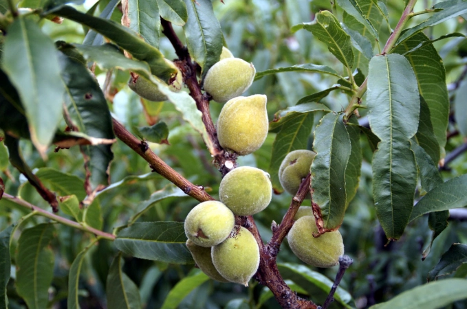 almond tree care