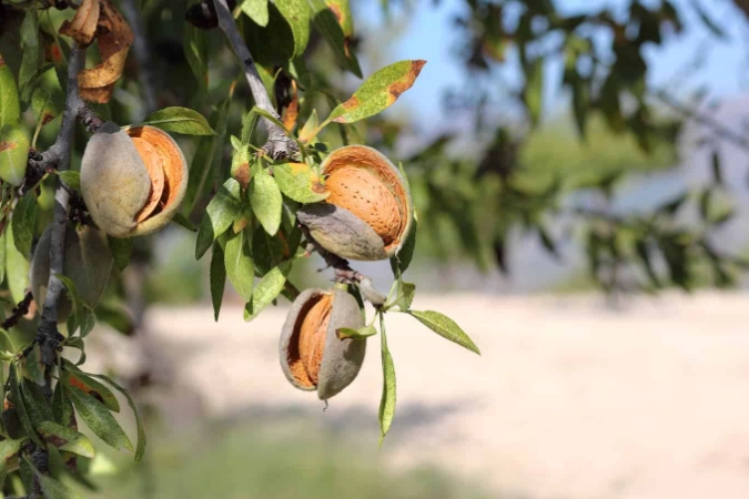 almond tree varieties