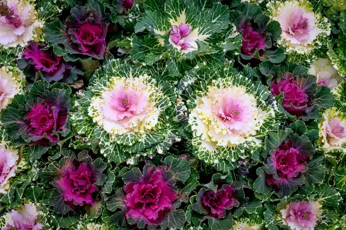 ornamental cabbage ornamental cabbage